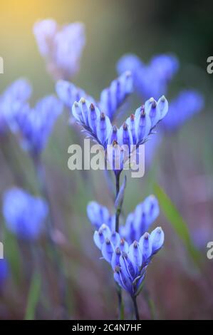 Fioritura Burmannia distilla fiori in una zona umida all'alba. Primo piano. Mettere a fuoco sul petalo viola. Foto Stock