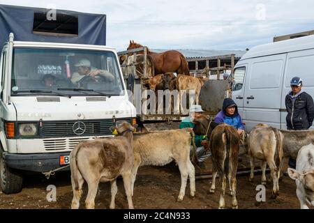 Mercato di animali in Karakol, Kirghizistan. Foto Stock