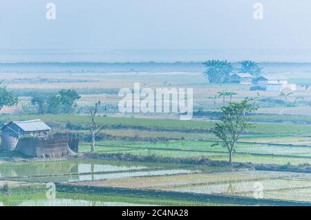 Risaie in India, Assam vicino al fiume Brahmaputra al mattino. Orizzontale. Foto Stock