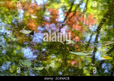 Riflessioni delle foglie autunnali in uno stagno in un giardino giapponese, Tokyo. Foto Stock