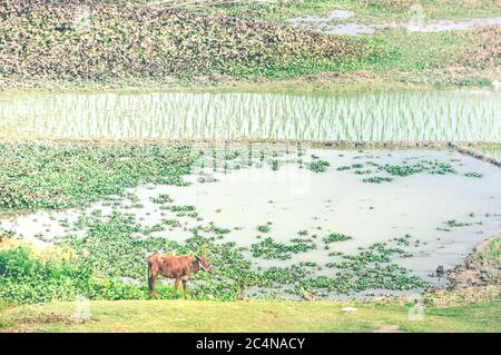 Paesaggio di campi di riso in India con una mucca indiana in primo piano Foto Stock