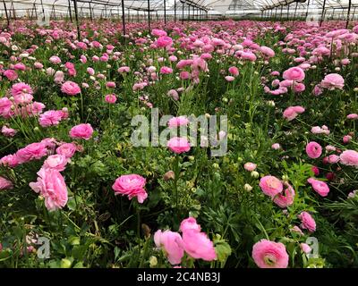 Grande campo di rosa persiano asiatico ranunculus asiatico in casa verde Foto Stock