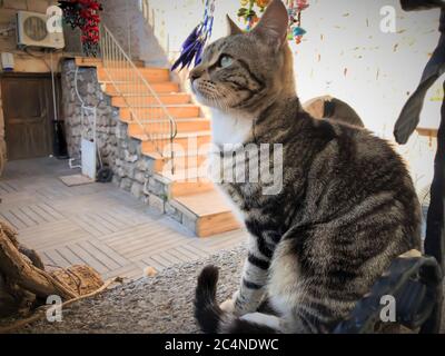 Primo piano gatto grigio e bianco con occhi verdi seduti e rilassanti nella città vecchia di Antalya Foto Stock