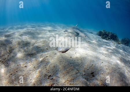 Giant shovelnose ray, Glaucostegus typus, noto anche come shovelnose guitarfish, l'Isola Heron, della Grande Barriera Corallina, Australia Foto Stock