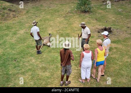 Casela Park, Mauritius - 30 aprile 2013: I turisti guardano ad un ghepardo selvaggio durante il safari nel parco di Casela, uno dalla popolare attrazione della fauna selvatica sull'isola Foto Stock