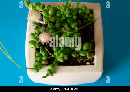 Primo piano macro cactus succulente Senecio herreianus Curio herreanus stringa di perline di cocomeri in vaso bianco su sfondo blu Foto Stock