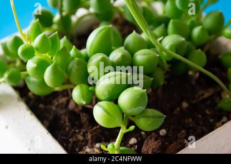 Primo piano macro cactus succulente Senecio herreianus Curio herreanus stringa di perline di cocomeri in vaso bianco su sfondo blu Foto Stock