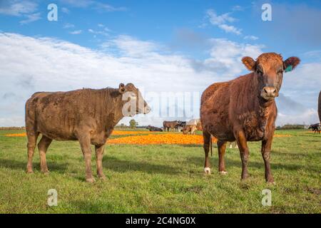 Bovini di manzo in una fattoria in inverno a Canterbury, Nuova Zelanda Foto Stock