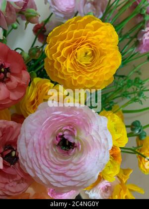 Primo piano giallo brillante e rosa asiatico butterCup fiori ranunculus asiaticus Foto Stock