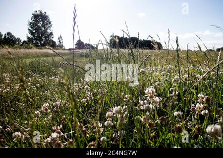 Fiori selvatici e erbe in estate sul campo di Lammas (St Mary's Lands), Warwick, Warwickshire, Inghilterra, Regno Unito Foto Stock