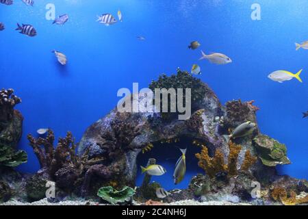 Diversi tipi di pesci esotici nell'acquario Foto Stock