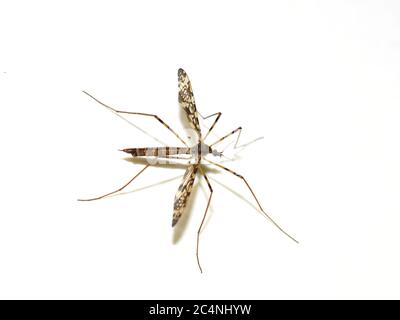 La gru volare Epiphragma ocellare isolato su sfondo bianco Foto Stock