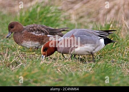 WIGEON, REGNO UNITO. Foto Stock