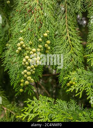 Cipresso Lawson, cedro di Port Orford (Chamaecyparis lawsoniana), ramo con coni femminili maturi, Alto Adige, Italia settentrionale Foto Stock