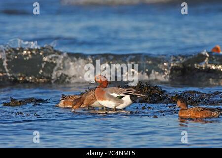 WIGEON (Anas penelope) gruppo che si nutra ai margini del mare, Scozia, Regno Unito. Foto Stock