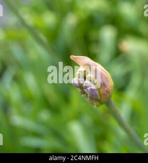 Agapanthus africanus comunemente conosciuto come giglio del Nilo, o giglio africano. Vista ravvicinata di Single Flower. Messa a fuoco selettiva Foto Stock