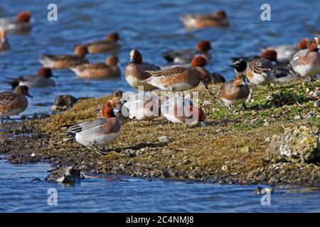 WIGEON, REGNO UNITO. Foto Stock