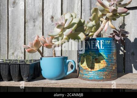 Un reimpiego creativo upcycled di una vecchia tazza di caffè convertita in una pentola del giardino per le succulente in un giardino dell'Australia di Sydney Foto Stock