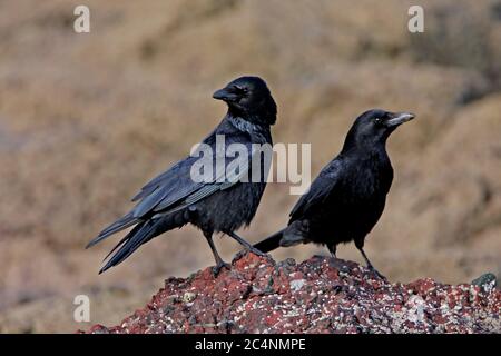 CORVO DI CARRION (Corvus corone) coppia su rocce costiere, Scozia, Regno Unito. Foto Stock