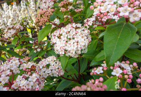 foto di primo piano a cornice di alcuni fiori rossi e bianchi Foto Stock