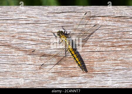 Skimmer a coda nera (Orthetrum cancrellatum), femmina; Copenhagen, Danimarca Foto Stock