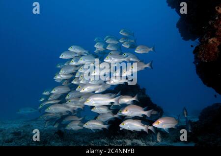 Scuola di snappers con bande gialle, Lutjanus adetii, Heron Island, Grande barriera Corallina, Australia Foto Stock