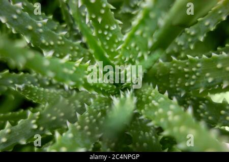 Macro shot full frame di una pianta di Aloe humilis Foto Stock