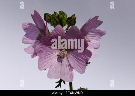 Muschio di mallow Fiore (malva moschata rosea) Foto Stock