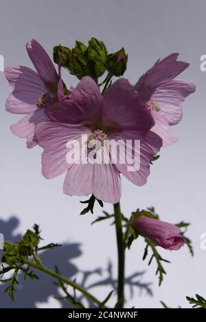 Muschio di mallow Fiore (malva moschata rosea) Foto Stock