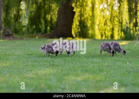 Primo piano di Baby Egyptian Gooses ad Amsterdam Olanda 25-6-2020 Foto Stock