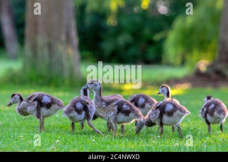 Primo piano di Baby Egyptian Gooses ad Amsterdam Olanda 25-6-2020 Foto Stock