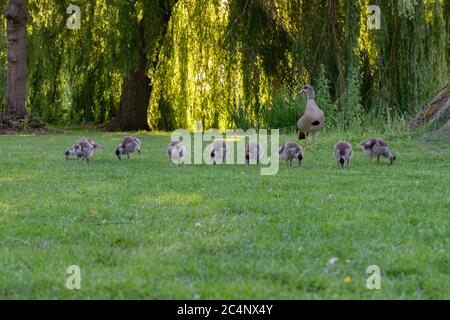 Primo piano di Baby Egyptian Gooses ad Amsterdam Olanda 25-6-2020 Foto Stock