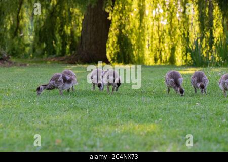 Primo piano di Baby Egyptian Gooses ad Amsterdam Olanda 25-6-2020 Foto Stock