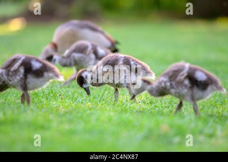 Primo piano di Baby Egyptian Gooses ad Amsterdam Olanda 25-6-2020 Foto Stock