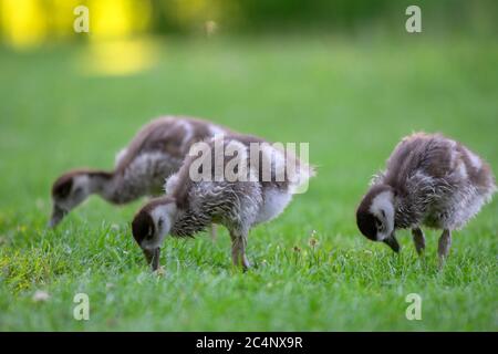 Primo piano di Baby Egyptian Gooses ad Amsterdam Olanda 25-6-2020 Foto Stock