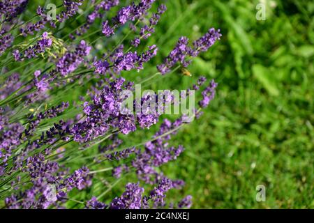 lavandula o vera lavanda fiori viola fortemente aromatici nel giardino Foto Stock