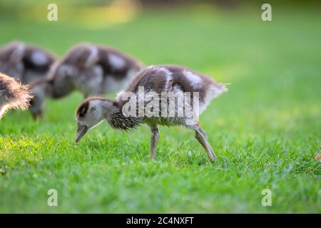 Primo piano di Baby Egyptian Gooses ad Amsterdam Olanda 25-6-2020 Foto Stock