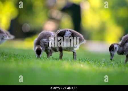 Primo piano di Baby Egyptian Gooses ad Amsterdam Olanda 25-6-2020 Foto Stock