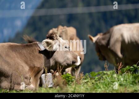 Alpi – Una tranquilla scena di vita alpina Foto Stock