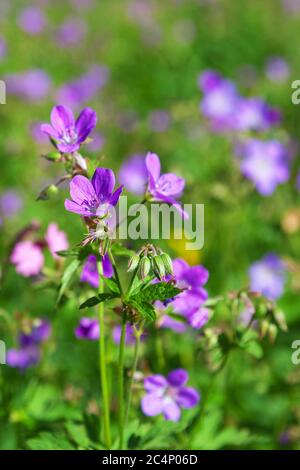 Fioritura di legno Cranesbill su un prato estivo Foto Stock