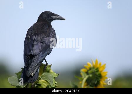 Rook (Corvus Frugilegus) seduto su girasoli. Foto Stock