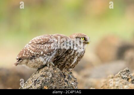 Un gufo giovane (Athene noctua) richiede cibo dal suo genitore. Foto Stock