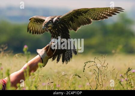 Caccia uccelli. Caccia con un Falco SAKER. Falcon in mano al cacciatore. Foto Stock