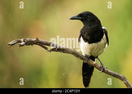 Magpie si siede su un bastone su uno sfondo bellissimo. Foto Stock