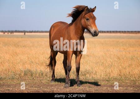 Cavallo sulla natura. Ritratto di un cavallo, marrone a cavallo. Foto Stock