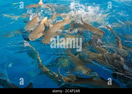 Squali di limone, Negaprion brevirostris, alimentazione frenesia, Tiger Beach, Bahamas Foto Stock