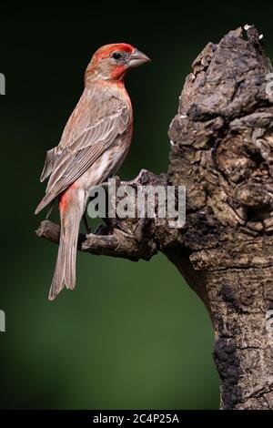 Maschio casa finch appollaiato su un ceppo di albero Foto Stock