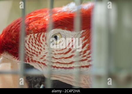 Primo piano di un occhio di macaw rosso e verde (Ara chloropterus), all'interno di una gabbia Foto Stock