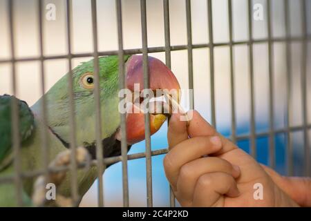 Ritratto di un parakeet alessandrino (Psittacula eupria), mangiando un seme di girasole dalla mano di un bambino Foto Stock