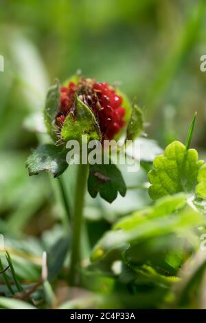 Fragaria vesca o fragola selvaggia con foglie verdi, Foto con una profondità di campo molto stretta Foto Stock